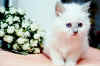 tin2m3.jpg (32595 byte)