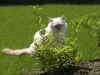 20020524vielgiardino2x.jpg (51249 byte)