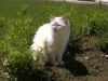 20020524vielgiardino3x.jpg (53374 byte)