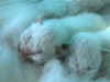 20020526bigmalepinknosex.jpg (16926 byte)