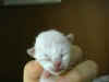 20020526smallmalex.jpg (12027 byte)