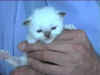 20020613fioredimaggiox.jpg (14666 byte)