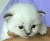 20020613fsealtabby2x.jpg (4827 byte)