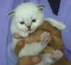 20020613mchoctabby2x.jpg (10387 byte)