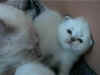 20020613mchoctabbyx.jpg (13820 byte)
