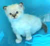 Fata Morgana - f seal tabby