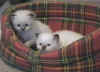 Morgana e Finvarra - f seal tabby e m choc point