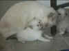 Viel e tabbies