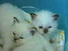 m choc tabby e Fiore di Maggio, f chocolate