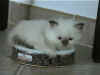 20020626fioredimaggiox.jpg (15411 byte)