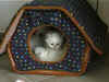 20020630cucciolicasettamorx.jpg (24002 byte)