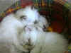 20020630finmorganafooldormo.jpg (18471 byte)