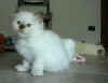 20020710finvarrax.jpg (8354 byte)