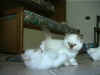 20020710fiore&foolx.jpg (16045 byte)