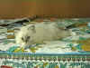 20020710morganalettox.jpg (27484 byte)