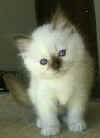 Fiore