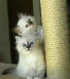 Morgana e Firoe