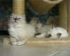 20020722cuccioli.jpg (253798 byte)