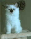20020827fiorex.jpg (14396 byte)