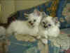 20020827foolmorgana.jpg (35562 byte)