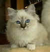 20020827morganax.jpg (7846 byte)