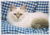20021220fooldaantje.jpg (32570 byte)