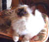 200302fioredimaggio2.jpg (44759 byte)