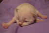 20030401vielpiccoli001fg.jpg (28929 byte)