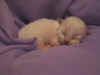 20030401vielpiccoli012m.jpg (50610 byte)