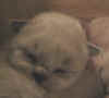 20030401vielpiccoli014fseal.jpg (32377 byte)