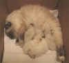20030408guinypicc2x.jpg (41932 byte)