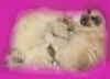 20030408vielguinypiccx.jpg (29762 byte)