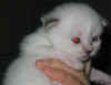 20030408vielpiccfb21x.jpg (33876 byte)