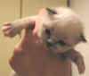 20030408vielpiccfsealx.jpg (39180 byte)