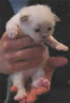 20030408vielpiccmx.jpg (24488 byte)