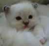 20030414fchoctabby5b.jpg (44891 byte)