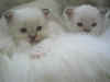 20030414fmchoctabby.jpg (33209 byte)