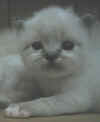 20030414fsealtabby2.jpg (23585 byte)