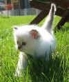 20030427fb21prato.jpg (65029 byte)