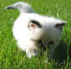 20030427fn21erba2.jpg (63844 byte)