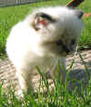20030427fn21erba3.jpg (78186 byte)