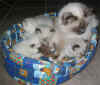 20030427guinypicccuccia.jpg (71174 byte)