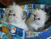 20030427sorellen21.jpg (57789 byte)