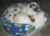 20030427vielguinypicccuccia.jpg (51888 byte)
